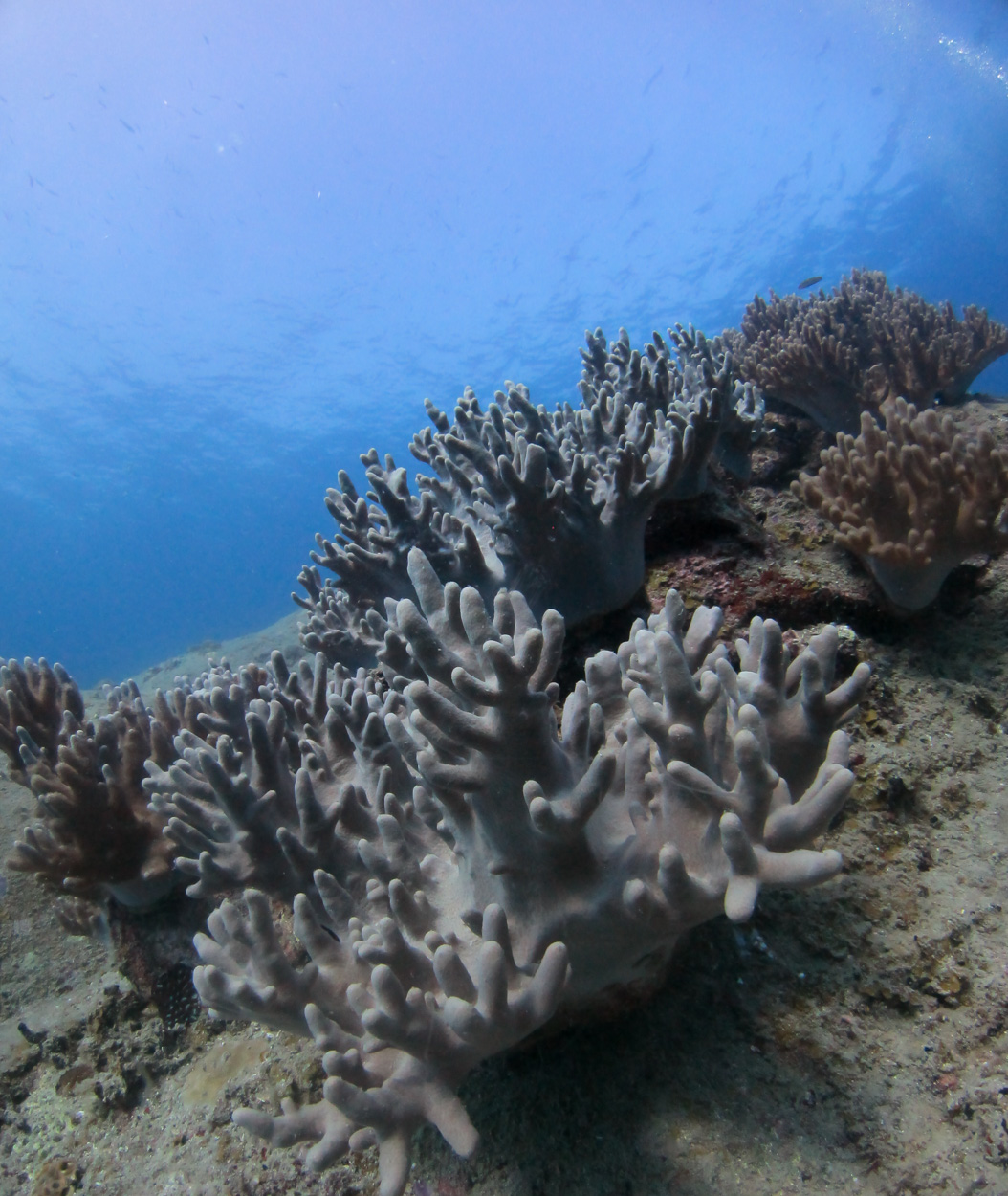 Récif de Corail aux Perhentians
